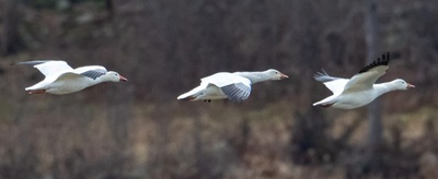 Snow geese