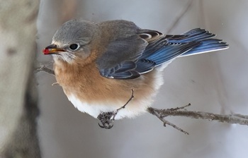 Eastern bluebird