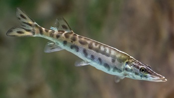 Muskellunge
