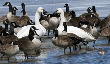 Tundra swan