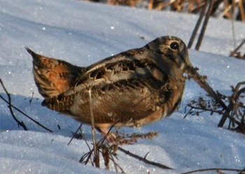 American Woodcock