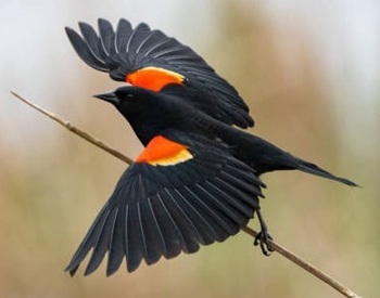 Red-winged blackbird