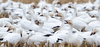 Snow geese