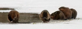 Muskrats