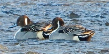 Northern pintail