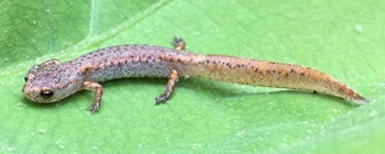 Four-toed salamander