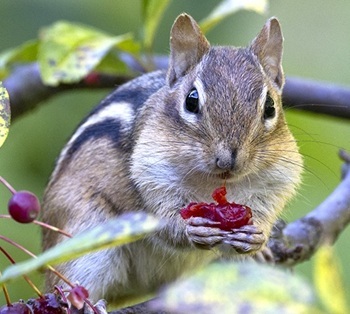 Eastern chipmunk
