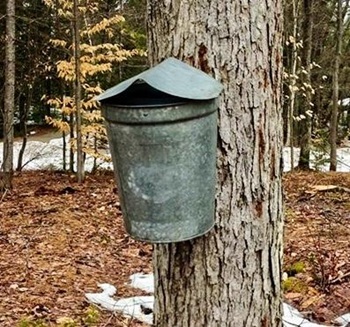 Maple sugaring