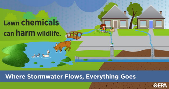Infographic showing lawn chemicals flowing from a yard and the potential impacts to wildlife.