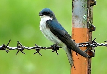 Tree swallow