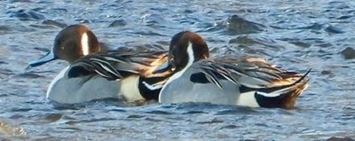 Northern pintail