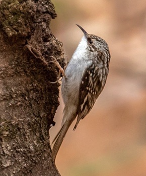 Brown creeper