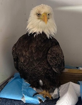 Bald eagle W73