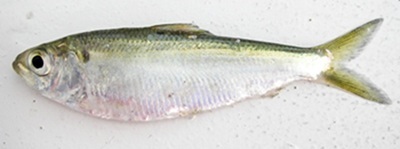 Alewife