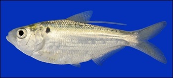 Gizzard shad