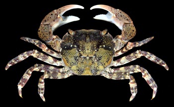 Pacific shore crab