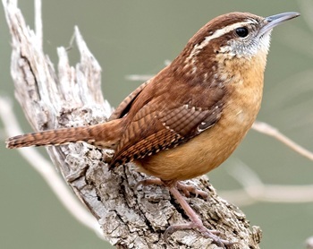 Carolina wren