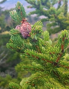 Balsam fir