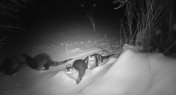 A family of river otters