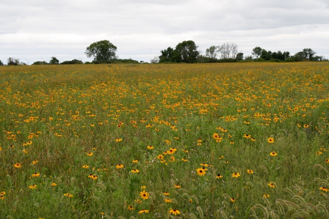 Black-eyed Susans growing on Schmeer prooperty following the reseeding. 