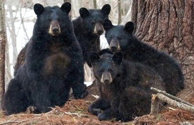Black bears