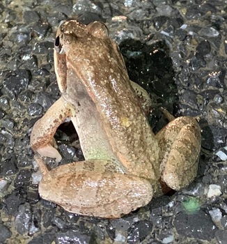 Wood frog