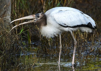 Wood stork