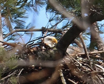 Bald eagle