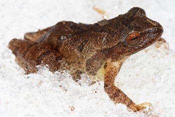 Spring peeper