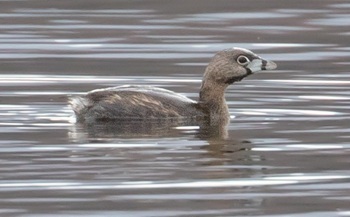 Pied-billed grebe