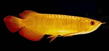 Red-tailed arowana
