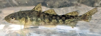 Atlantic tomcod