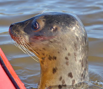 Harbor seal