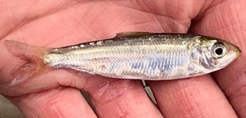 Blueback herring