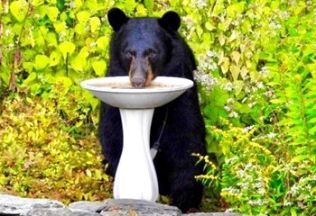 Black bear