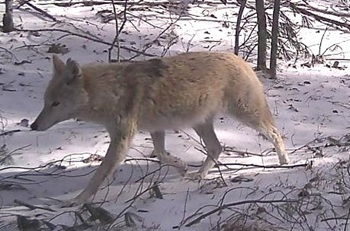 Coyote
