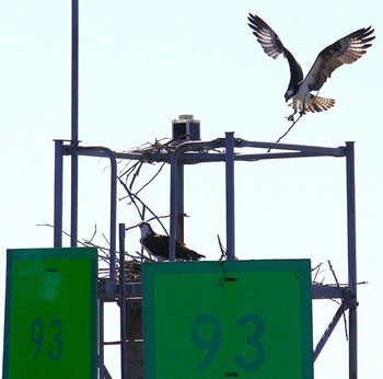 Osprey