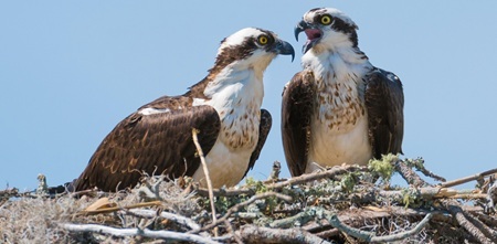 Osprey