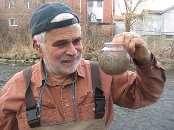 Glass eels
