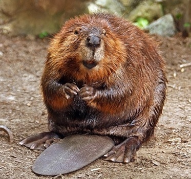 Beaver
