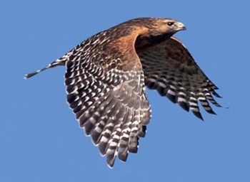 Red-shouldered hawk