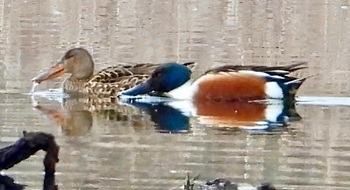 Northern shoveler