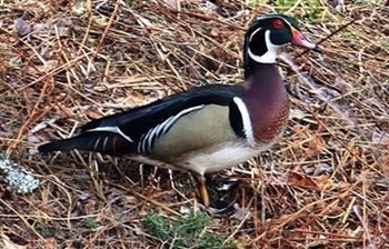Wood duck