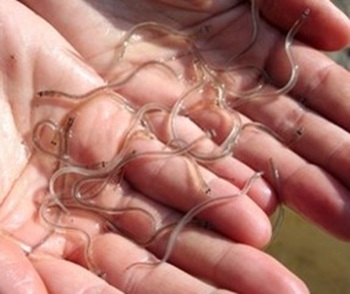 Glass eels