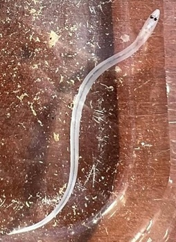 Glass eel