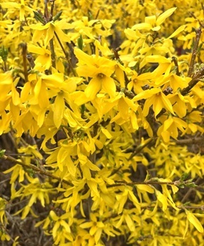 Forsythia