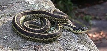 Garter snake