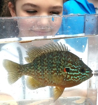 Pumpkinseed