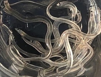 Glass eels