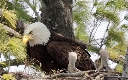 Bald eagle with nestlings